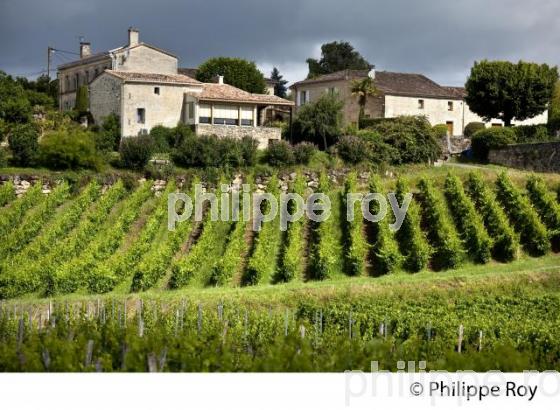 VIGNOBLE, AOC SAINT-EMILION-PUISSEGUIN, GIRONDE. (33V49905.jpg)