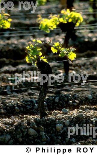 Cycle vgtatif de la vigne (33v04427.jpg)