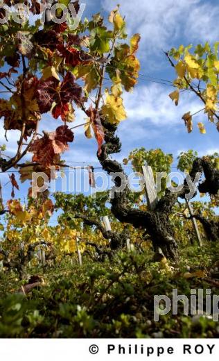 Vignoble Bordelais (33v17028.jpg)