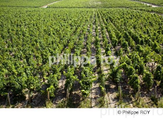 Vigne - Vignoble Bordelais (33v28316.jpg)
