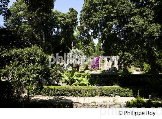 JARDIN BOTANIQUE, VIEUX MONTPELLIER, LANGUEDOC-ROUSSILLON. (34F00209.jpg)