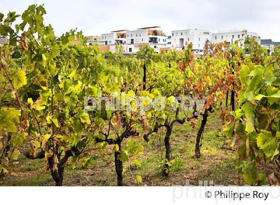 VIGNOBLE ET URBANISATION, AOC LANGUEDOC GRES DE MONTPELLIER, MONTPELLIER, HERAULT, LANGUEDOC. (34F01703.jpg)