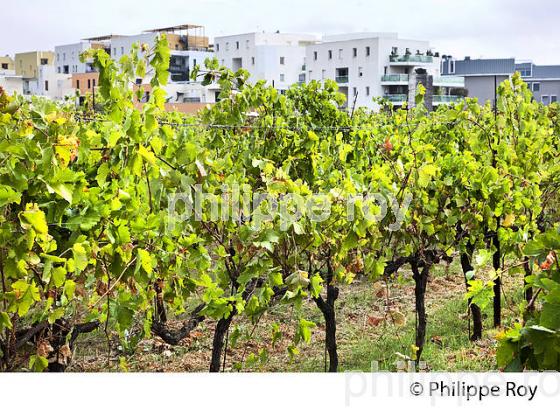 VIGNOBLE ET URBANISATION, AOC LANGUEDOC GRES DE MONTPELLIER, MONTPELLIER, HERAULT, LANGUEDOC. (34F01704.jpg)