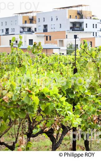 VIGNOBLE ET URBANISATION, AOC LANGUEDOC GRES DE MONTPELLIER, MONTPELLIER, HERAULT, LANGUEDOC. (34F01706.jpg)