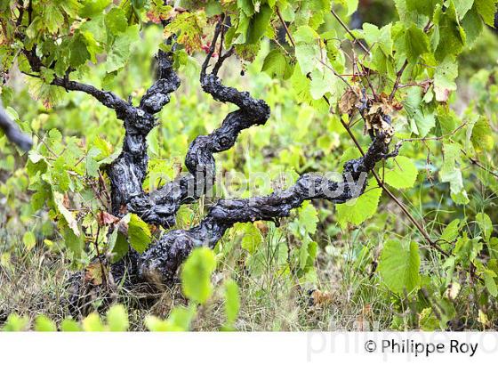 DOMAINE VITICOLE DE RIEUCOULON, MONTPELLIER, HERAULT, LANGUEDOC. (34F01710.jpg)