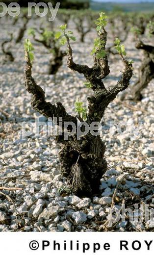 Le vignoble du Languedoc (34V00208.jpg)