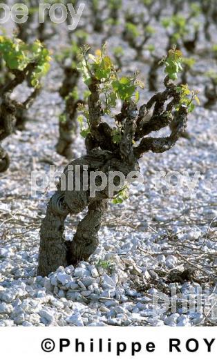 Le vignoble du Languedoc (34V00209.jpg)
