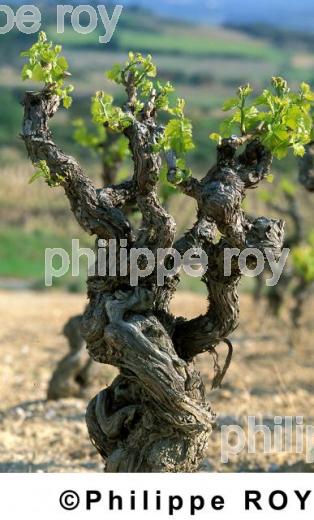 Le vignoble du Languedoc (34V00304.jpg)