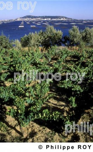 Le vignoble du Languedoc (34V00311.jpg)