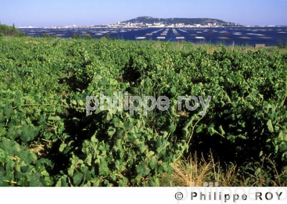 Le vignoble du Languedoc (34V00313.jpg)