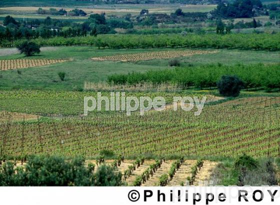 Le vignoble du Languedoc (34V00316.jpg)