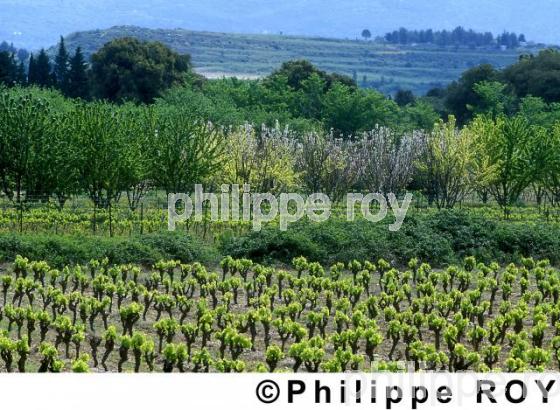 Le vignoble du Languedoc (34V00317.jpg)