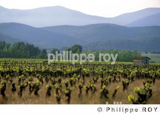 Vignoble du Languedoc (34V00318.jpg)