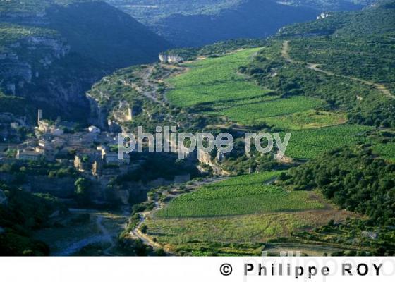 Vignoble du Languedoc (34V00320.jpg)