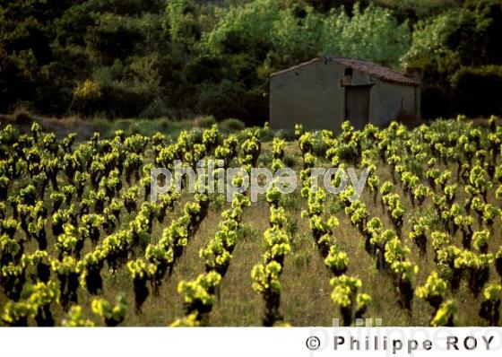 Le vignoble du Languedoc (34V00321.jpg)