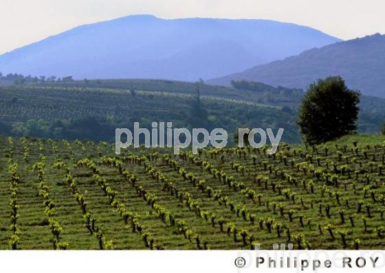 Le vignoble du Languedoc (34V00322.jpg)