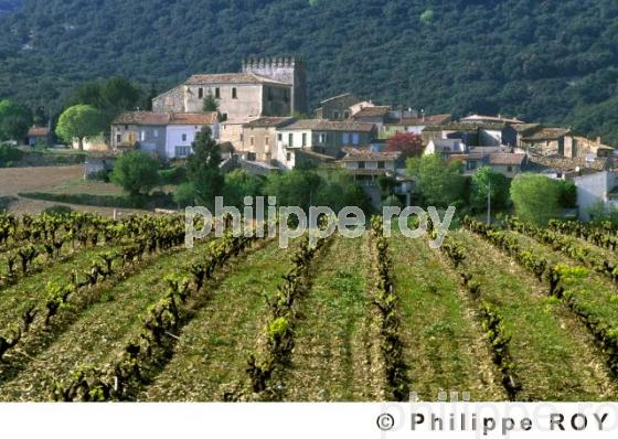 Le vignoble du Languedoc (34V00323.jpg)