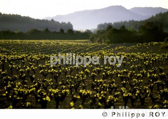 Le vignoble du Languedoc (34V00324.jpg)
