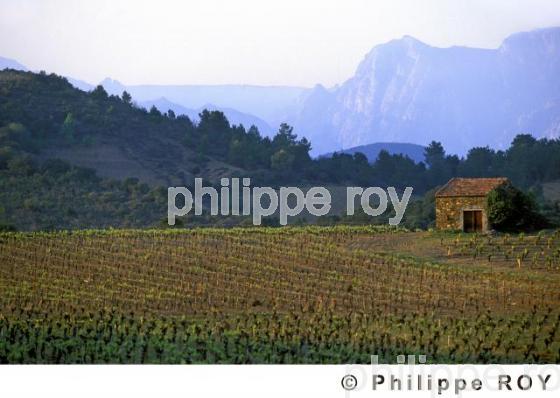 Le vignoble du Languedoc (34V00325.jpg)