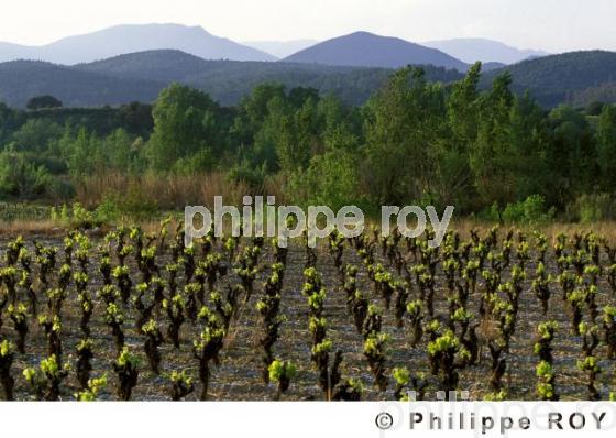 Le vignoble du Languedoc (34V00326.jpg)