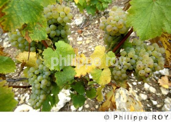Vignoble du Val de Loire (37V00104.jpg)