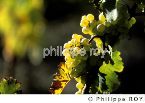 Vignoble du Val de Loire (37V00107.jpg)