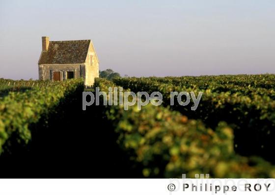 Vignoble du Val de Loire (37V00109.jpg)