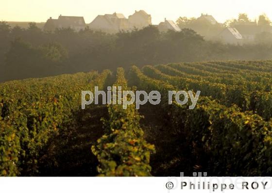Vignoble du Val de Loire (37V00122.jpg)