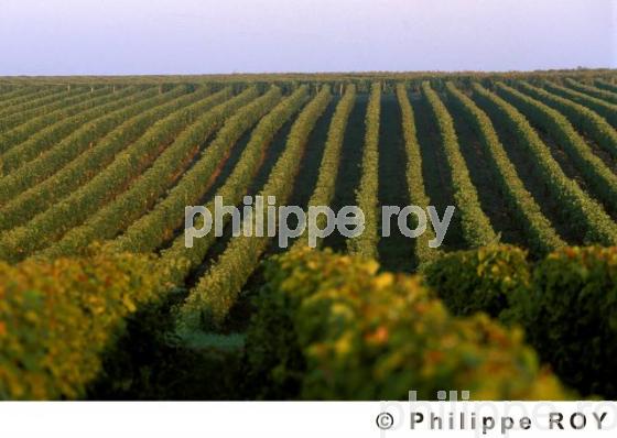 Vignoble du Val de Loire (37V00125.jpg)