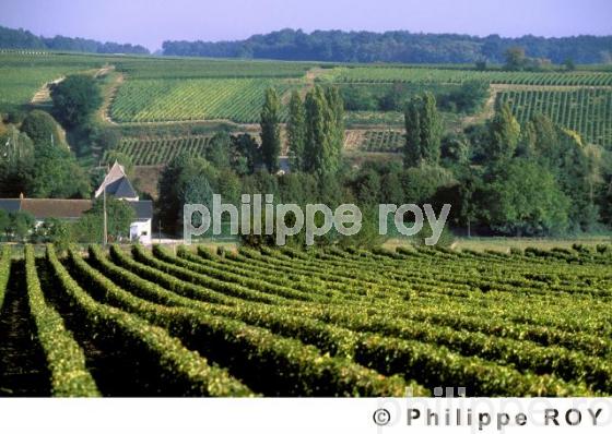 Vignoble du Val de Loire (37V00139.jpg)