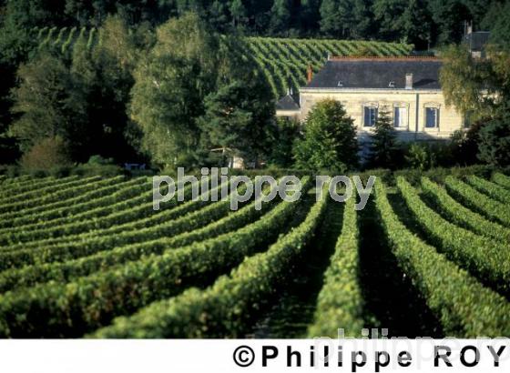 Vignoble du Val de Loire (37V00226.jpg)