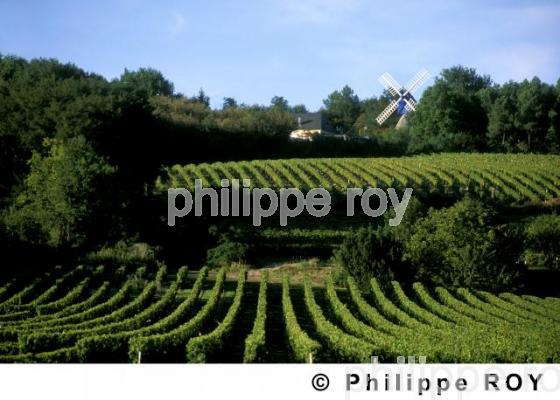 Vignoble du Val de Loire (37V00227.jpg)