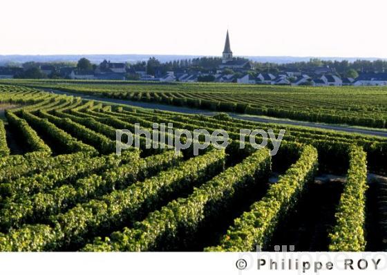 Vignoble du Val de Loire (37V00232.jpg)