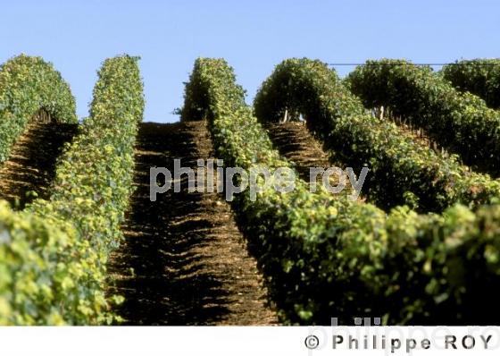 Vignoble du Val de Loire (37V00301.jpg)