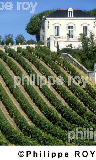 Vignoble du Val de Loire (37V00305.jpg)