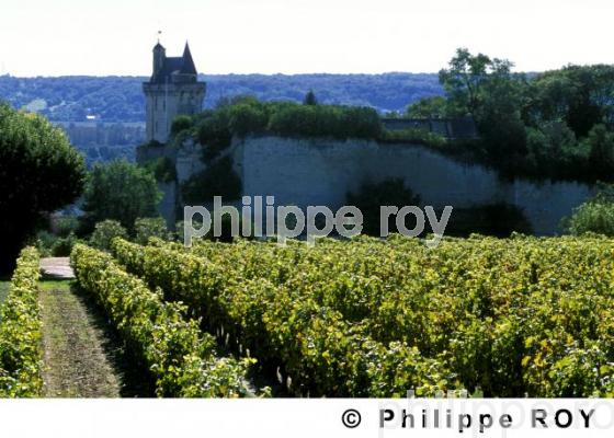 Vignoble du Val de Loire (37V00307.jpg)