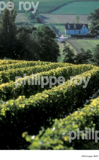 Vignoble du Val de Loire (37V00336.jpg)