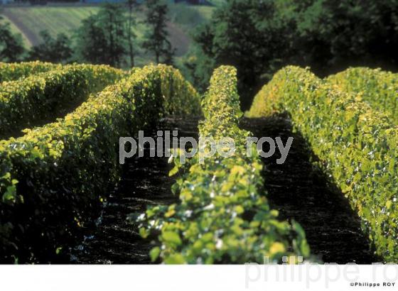 Vignoble du Val de Loire (37V00337.jpg)