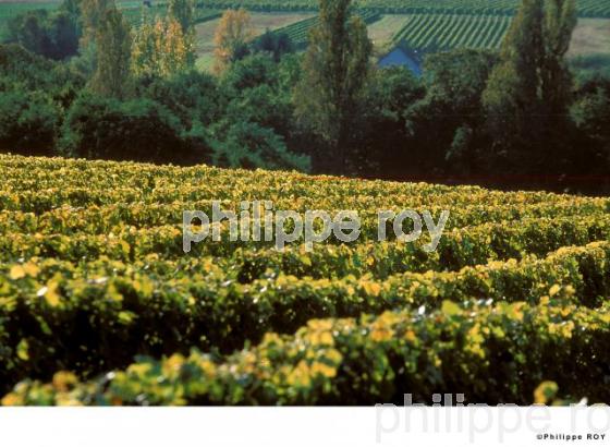 Vignoble du Val de Loire (37V00401.jpg)