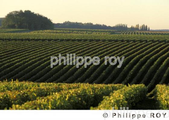Vignoble du Val de Loire (37V00403.jpg)