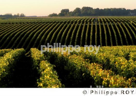Le vignoble du Val de loire (37V00404.jpg)