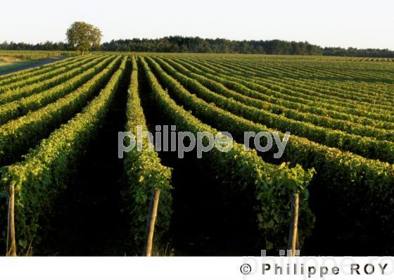 Le vignoble du Val de Loire (37V00405.jpg)