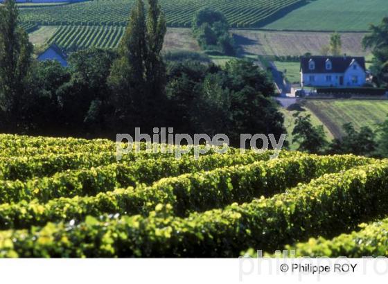 Vignoble Touraine, Val de Loire (37V00406.jpg)