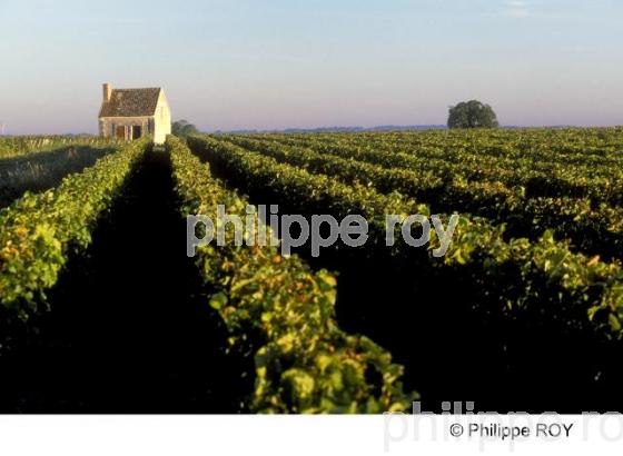 Vignoble Touraine, Val de Loire (37V00407.jpg)