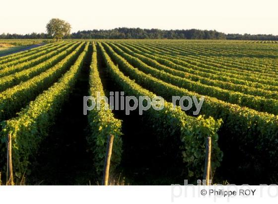Vignoble Touraine, Val de Loire (37V00408.jpg)