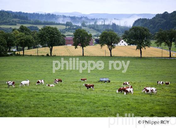 TROUPEAU DE VACHES DE RACE MONTBELIARDE, JURA, FRANCE (39F00707.jpg)