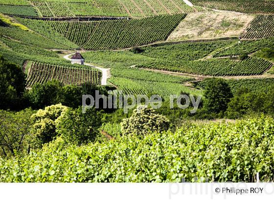 VIGNOBLE JURASSIEN, AOC CHATEAU-CHALON, JURA, FRANCE (39F00816.jpg)