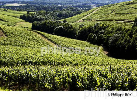 VIGNOBLE JURASSIEN, AOC CHATEAU-CHALON, JURA, FRANCE (39F00818.jpg)