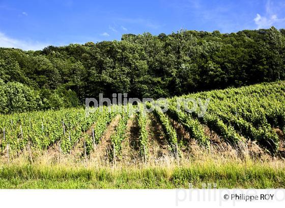 VIGNOBLE JURASSIEN, AOC COTES DU JURA, JURA, FRANCE (39F00819.jpg)