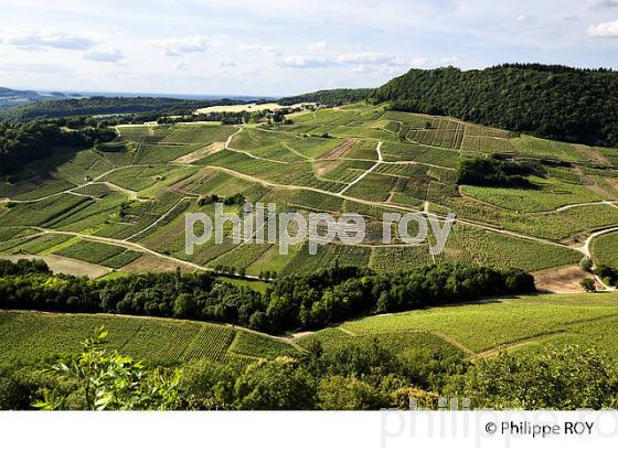 VIGNOBLE JURASSIEN, AOC CHATEAU-CHALON, JURA, FRANCE (39F00821.jpg)